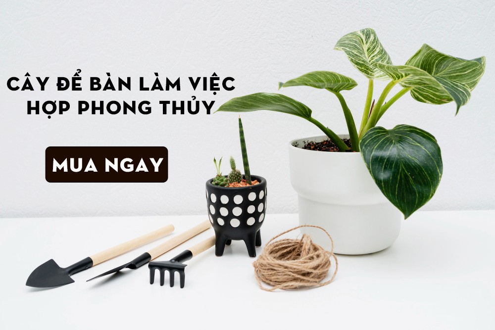 Cây để bàn làm việc với dáng vẻ thanh lịch