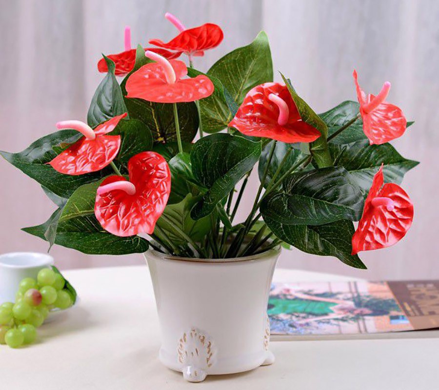 Cây hồng môn với lá xanh hình trái tim và hoa đỏ rực.