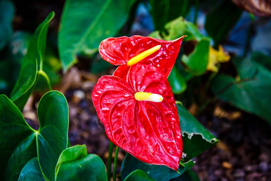 Hoa hồng môn màu đỏ tươi thắm, tượng trưng cho may mắn và hạnh phúc.