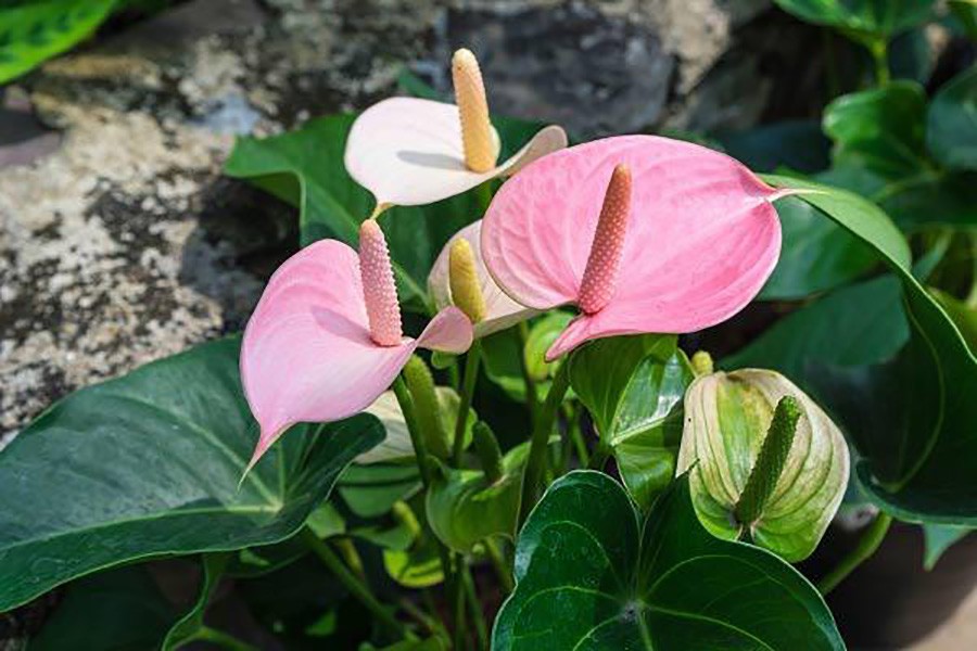 Cây hồng môn với lá xanh và hoa đỏ, mang lại không gian tươi mát.