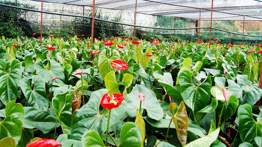Quy trình trồng và chăm sóc cây hồng môn trong chậu.