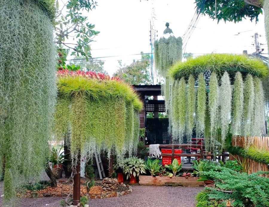 Cây không khí với lá hút ẩm