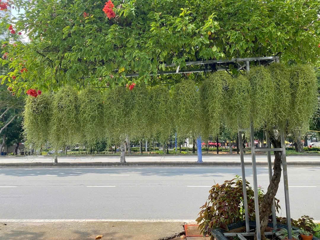Cây không khí tại cửa hàng