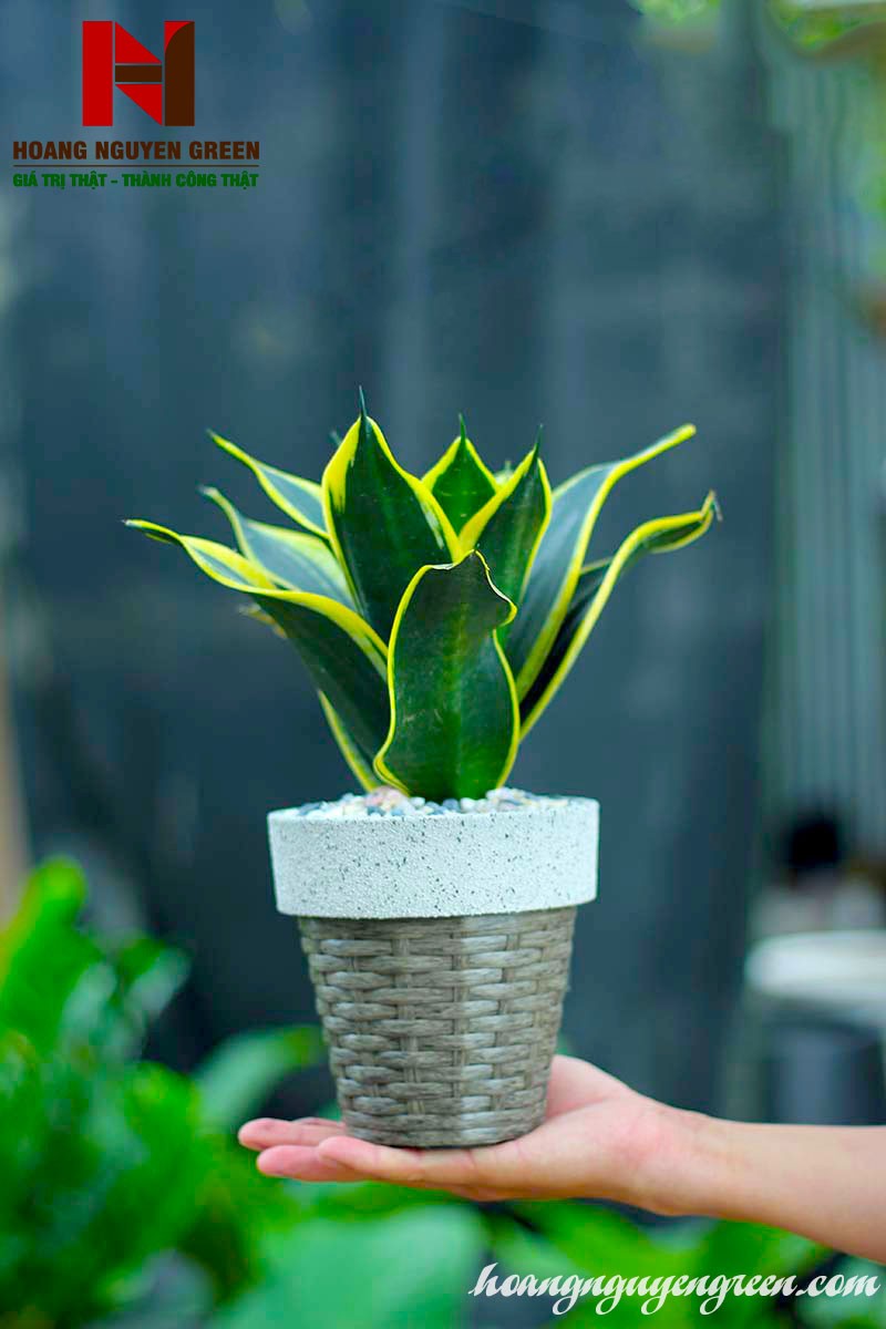 Cách trồng cây lưỡi mèo thủy sinh