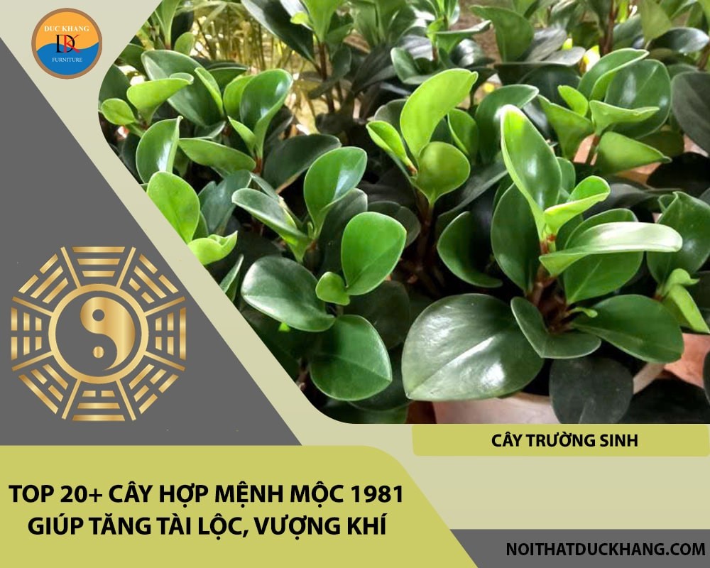 Cây Trường Sinh với lá xanh tươi tốt