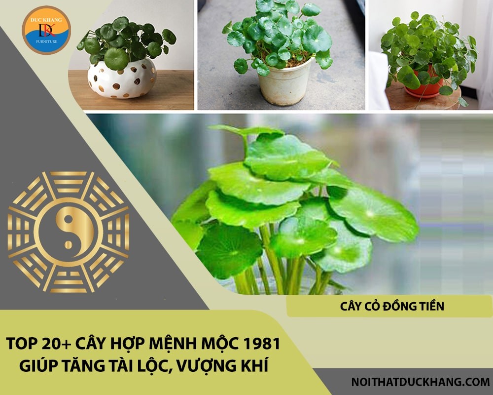 Cây Cỏ Đồng Tiền với những chiếc lá tròn nhỏ xinh