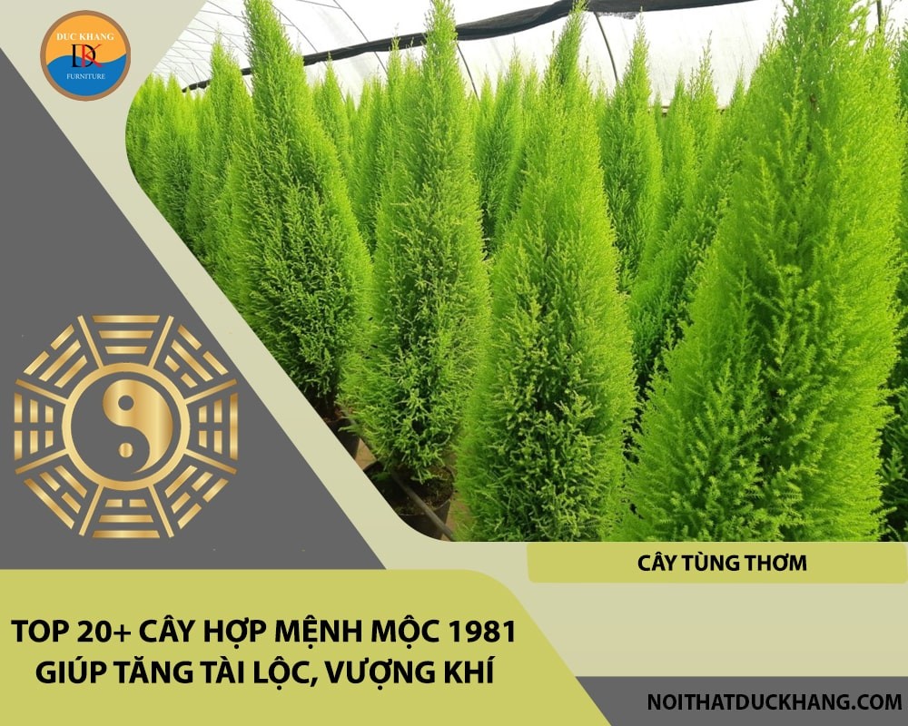 Cây Tùng Thơm với dáng vẻ vững chãi