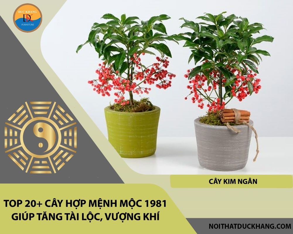 Cây Kim Ngân với những chiếc lá xanh bóng