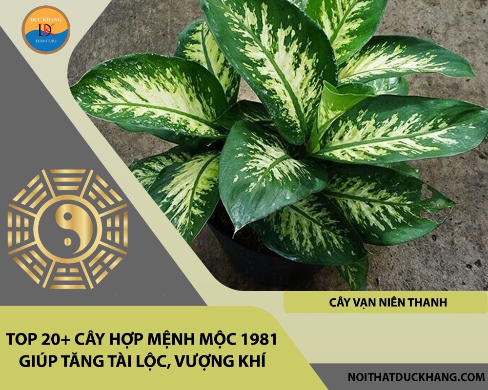 Cây Vạn Niên Thanh với lá xanh quanh năm