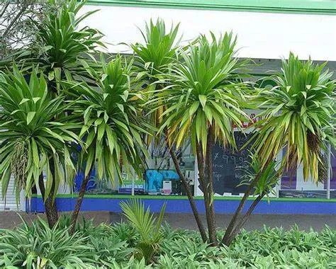 Cây Phát Tài Núi được ưa chuộng làm quà tặng phong thủy