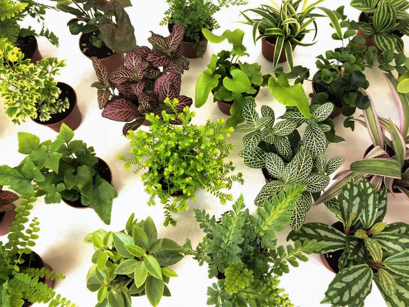 Một bình terrarium tinh tế với sự kết hợp hài hòa giữa cây xanh và vật liệu trang trí
