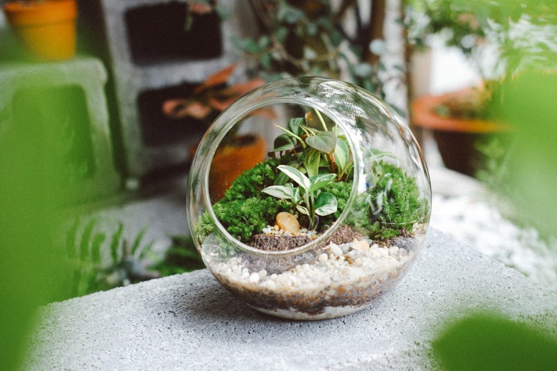 Nhiều loại cây xanh nhỏ xinh được đặt cạnh nhau, thể hiện sự đa dạng trong lựa chọn