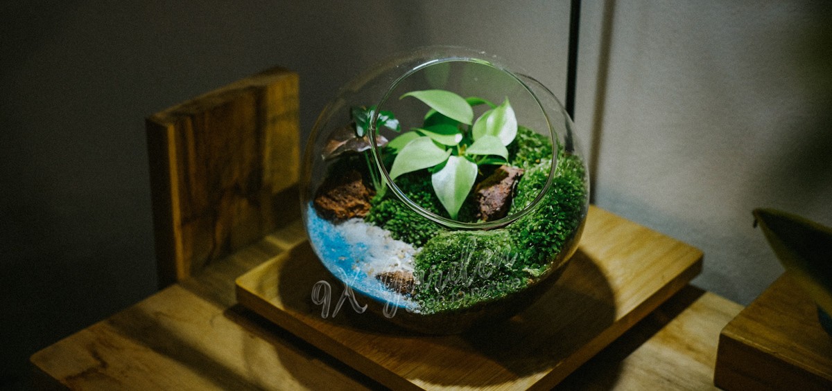cay terrarium 9x garden header 1