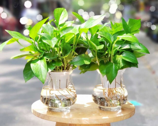 Cây Vạn Niên Thanh thủy sinh