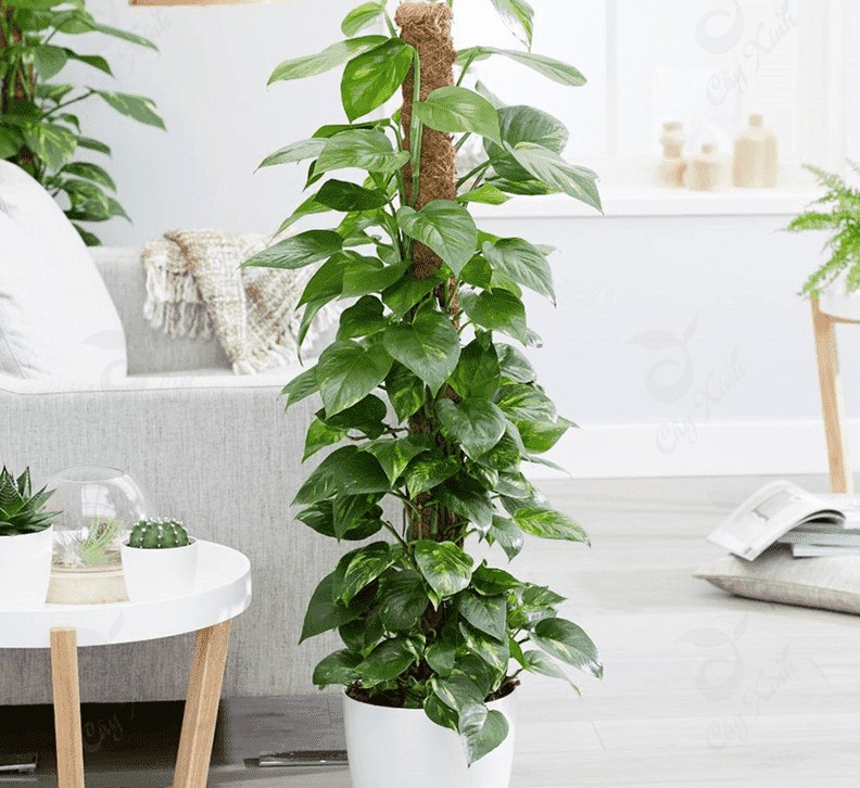 Cây trầu bà mang lại ý nghĩa phong thủy về sự thịnh vượng và quyền lực.