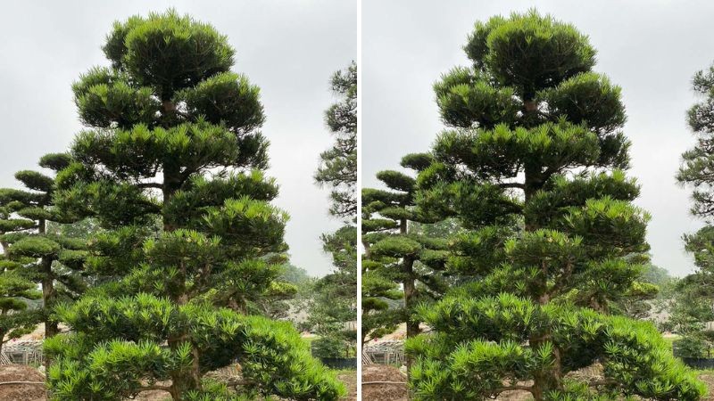 Cây Vạn Niên Tùng hay còn gọi là Tùng La hán
