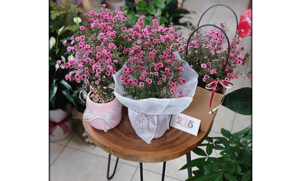 Chậu hoa tùng tuyết mai nhỏ có thể trang trí trên bàn
