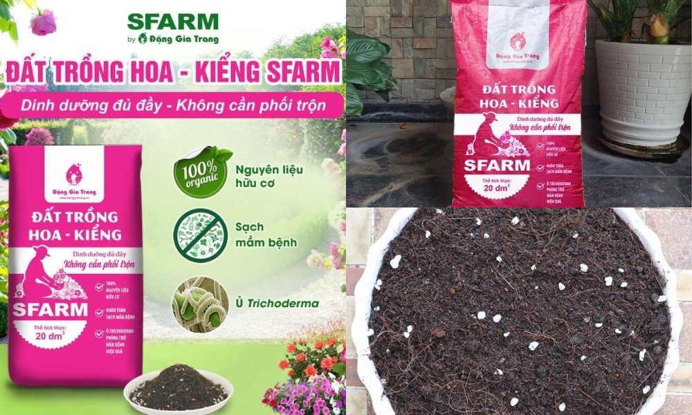 Đất trồng phù hợp cho cây tùng tuyết mai