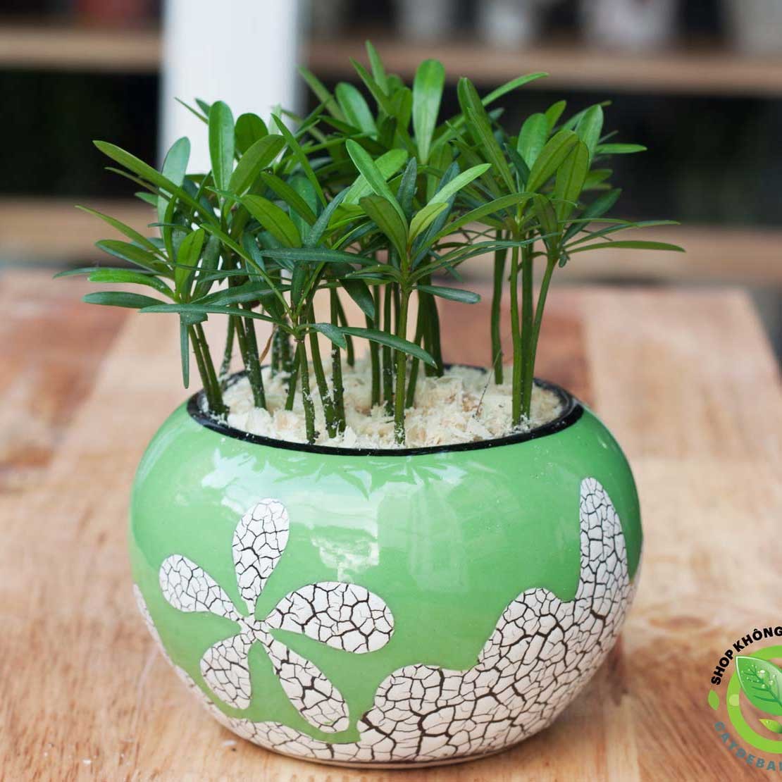 Cây Vạn Niên Tùng với vẻ ngoài xanh mát và nhiều tầng lá.