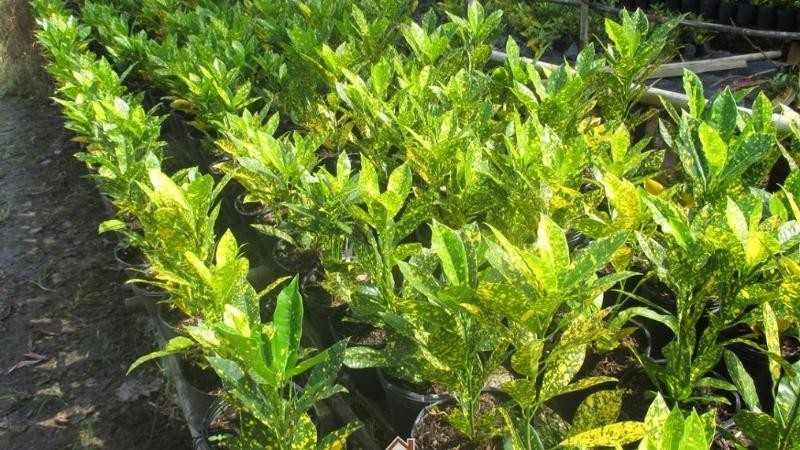 Hình ảnh đẹp về cây Vàng bạc