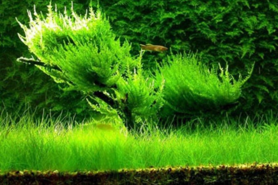 Chăm sóc rêu thủy sinh