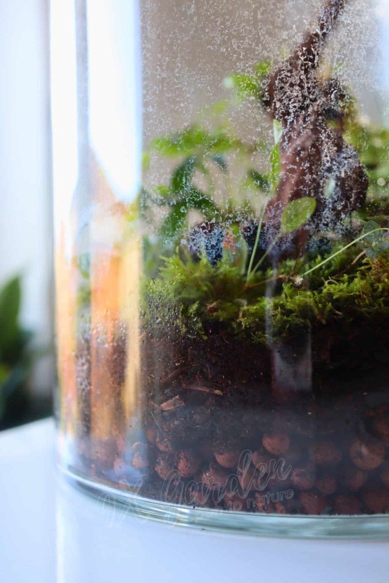Một bình terrarium kín với cây xanh mướt, cho thấy môi trường ẩm ướt lý tưởng