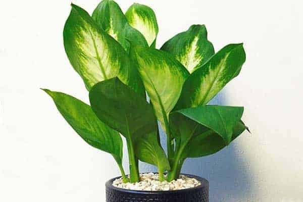 Cây Vạn Niên Thanh Vàng mang lại may mắn và thịnh vượng