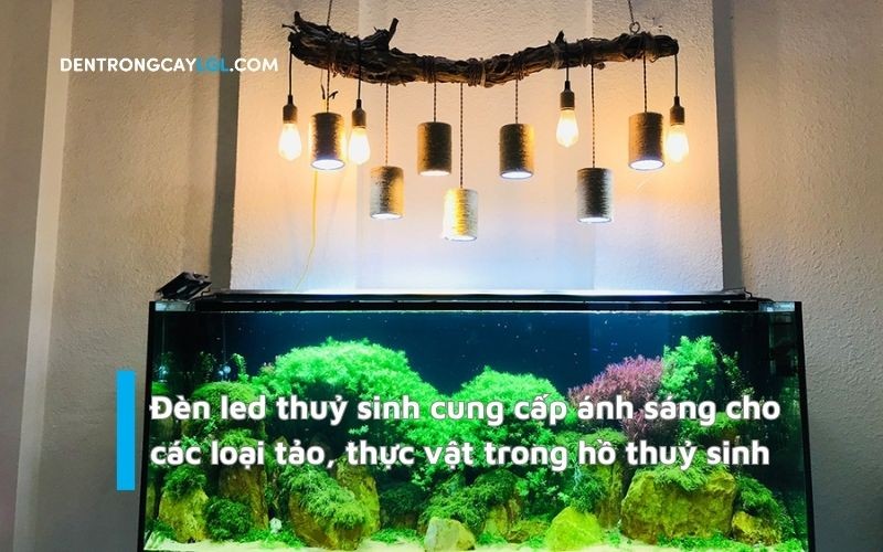 den led thuy sinh cung cap anh sang cho cac loai tao va thuc vat trong ho thuy sinh 1