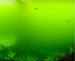 green 1