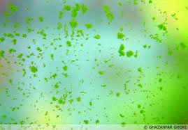 gsa 1