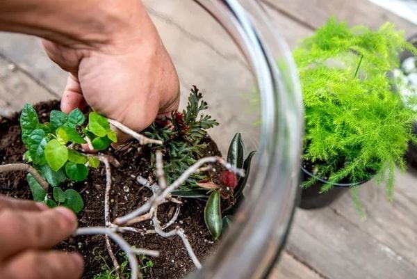 Mốc xanh xuất hiện trên bề mặt đất trong terrarium