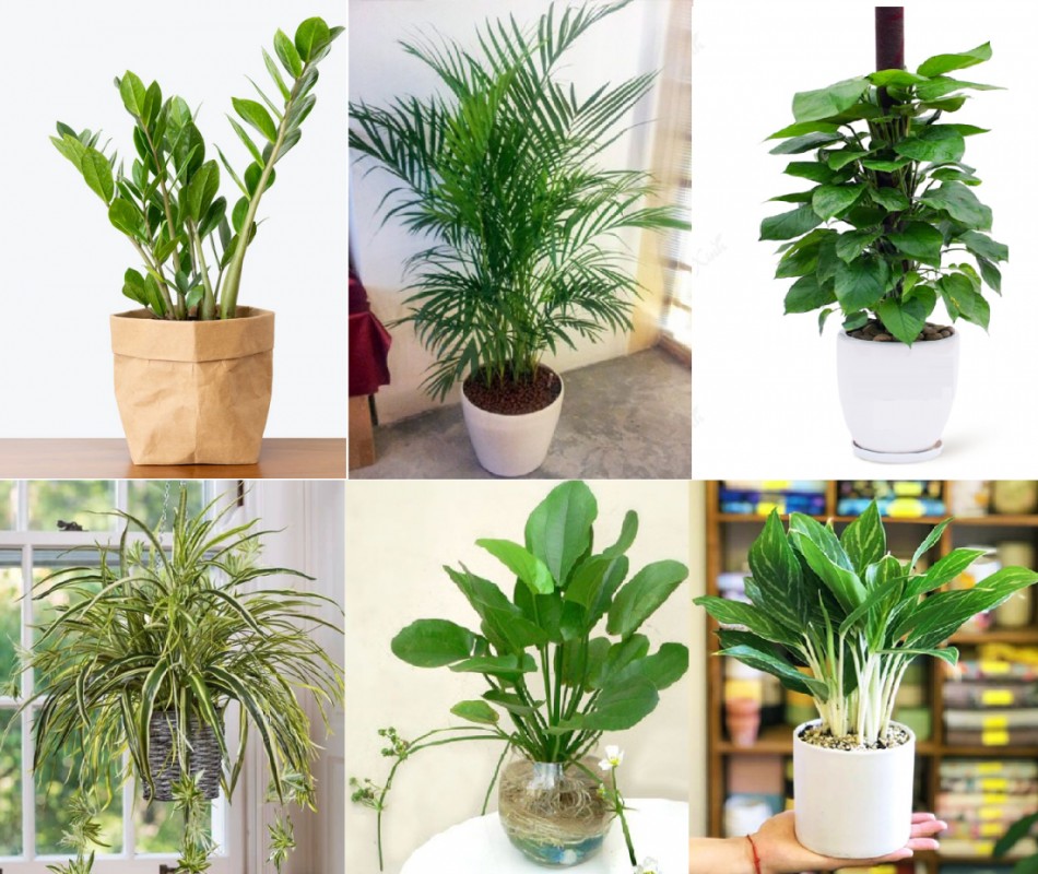 Những người mang mệnh thủy, nên lựa chọn những cây cảnh có gam màu lạnh, tươi sáng
