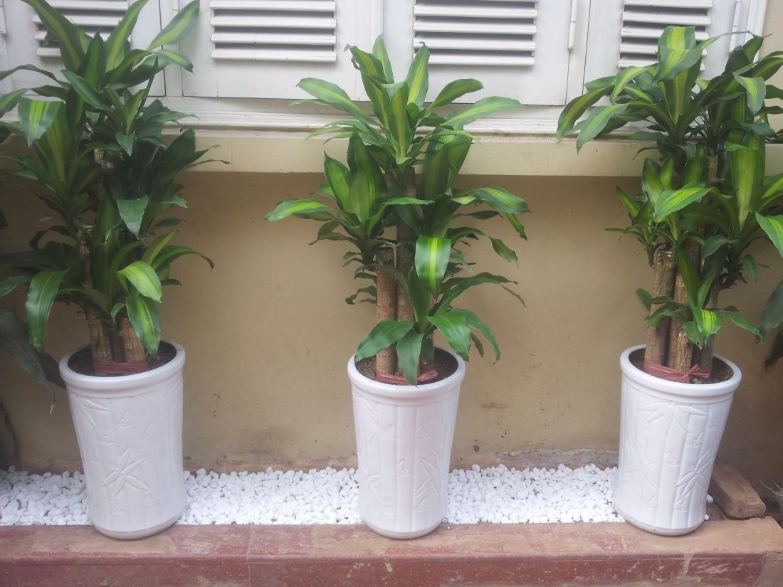 Cây thiết mộc lan mang lại may mắn và tài lộc