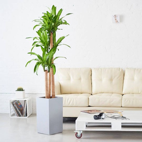 Cây thiết mộc lan an toàn cho sức khỏe