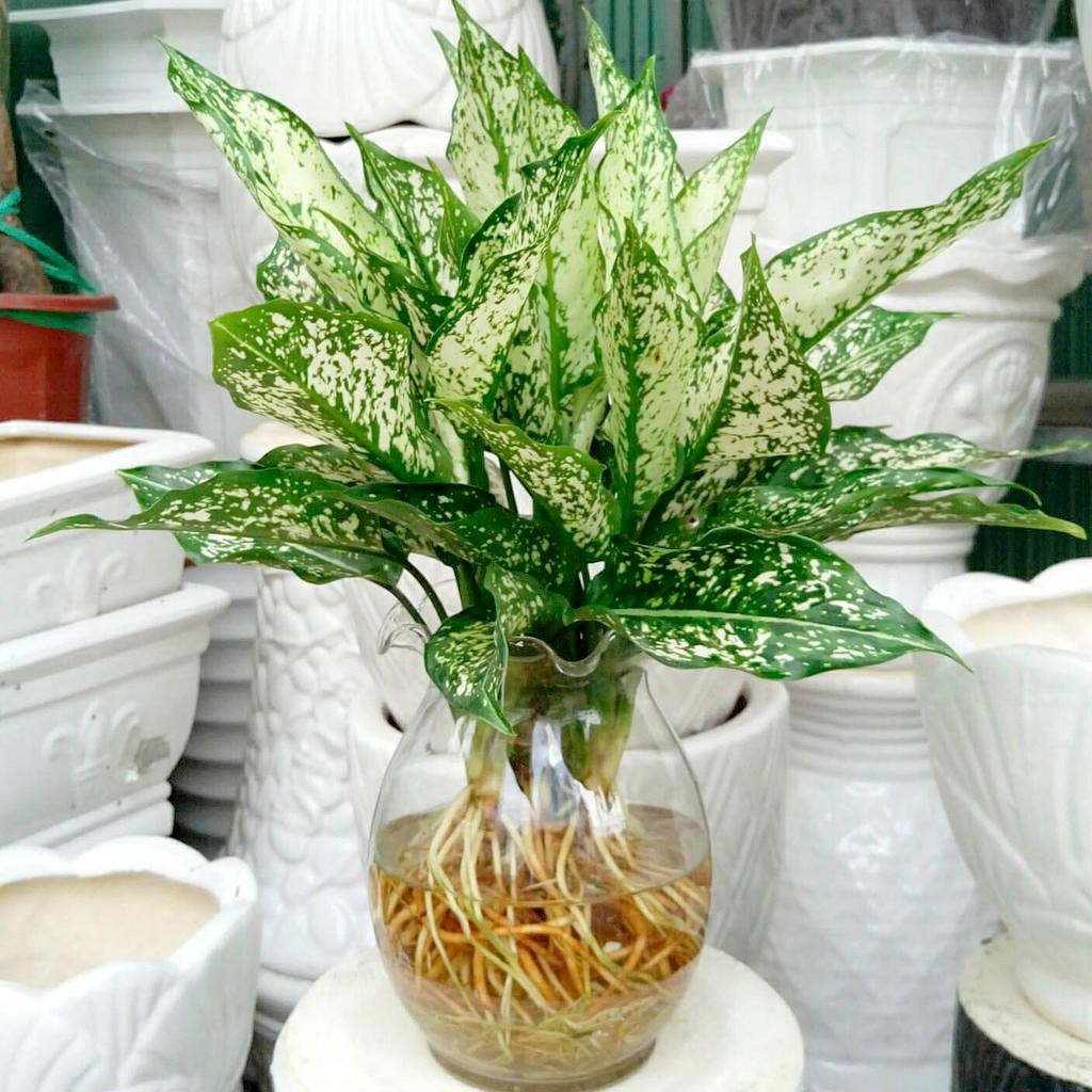 Cây ngọc ngân hợp tuổi, mệnh gì và cách trồng chăm sóc - 11