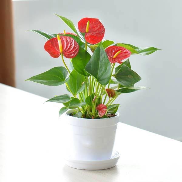 Cây hồng môn hợp mệnh, tuổi nào? Ý nghĩa phong thủy trong đời sống - 12