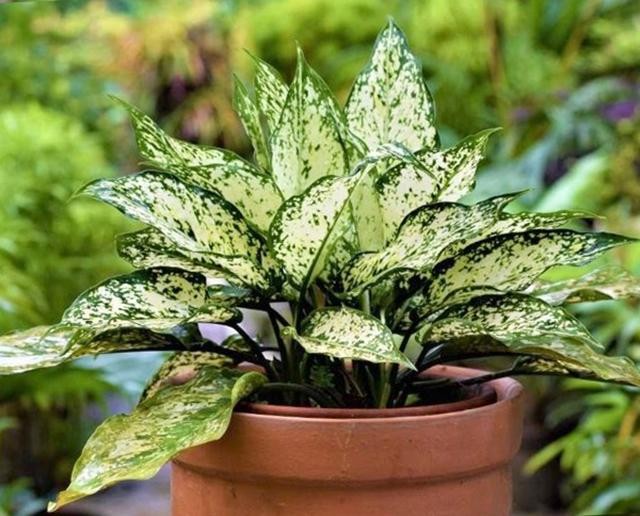 Cây ngọc ngân hợp tuổi, mệnh gì và cách trồng chăm sóc - 5