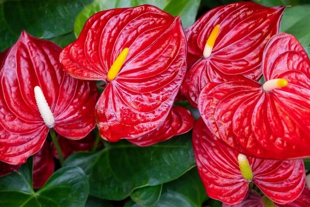 Cây hồng môn có nhiều ý nghĩa phong thủy tốt đẹp
