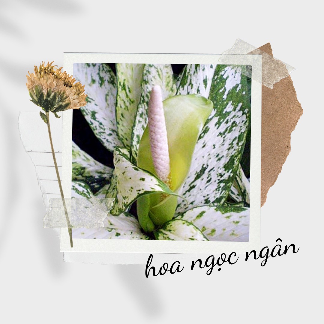Mo hoa hình trụ, có màu xanh nhạt hoặc trắng, cánh có màu xanh trắng giống màu của lá