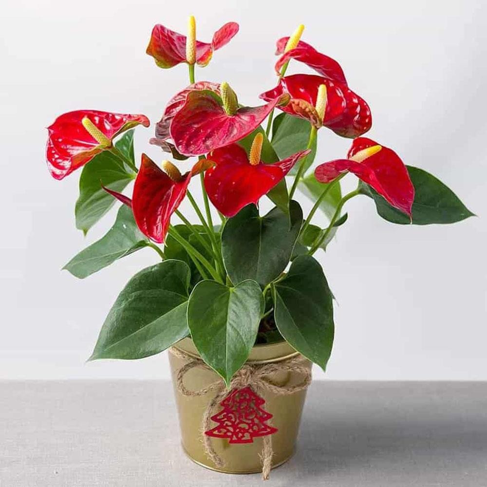 Cây hồng môn hợp mệnh, tuổi nào? Ý nghĩa phong thủy trong đời sống - 11