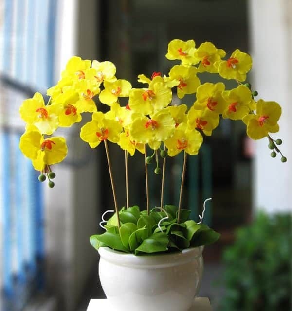 Cây Lan Điệp Hồ với màu sắc phong phú