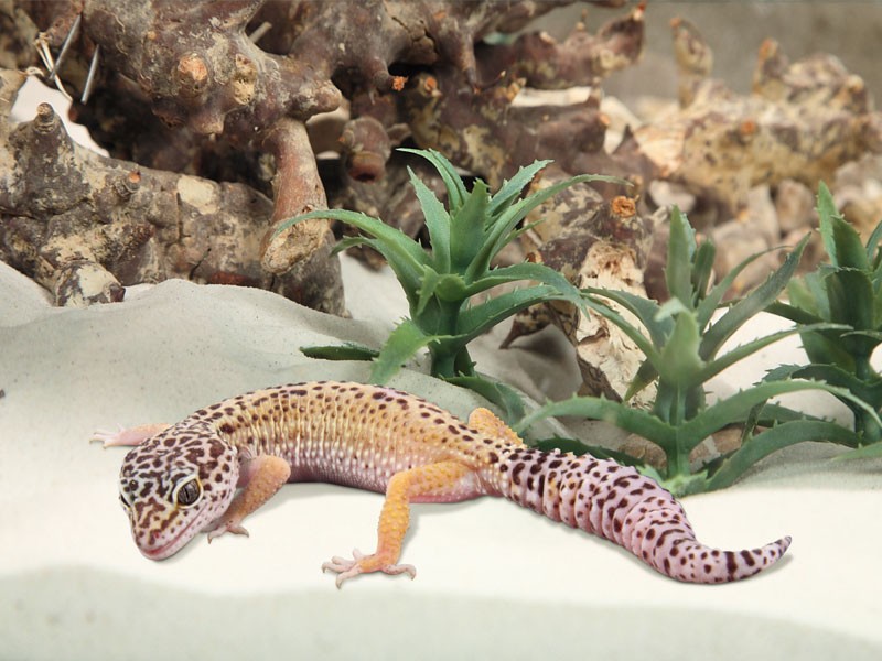 Thằn lằn Gekko