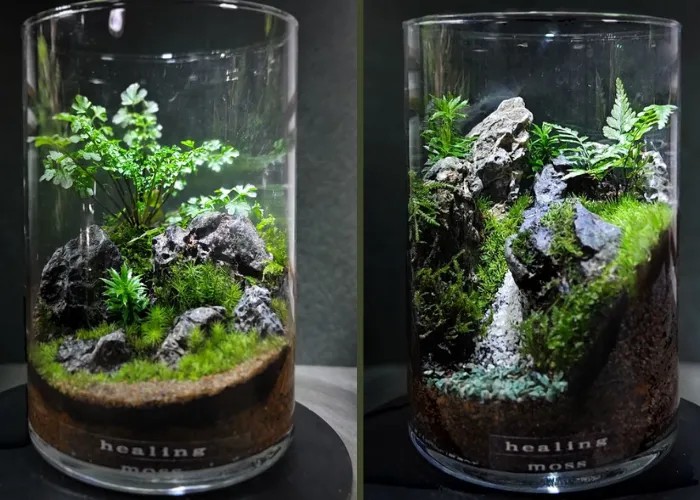 Cận cảnh lớp nền terrarium với đá, than và đất