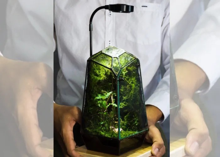 Terrarium hở với sen đá và xương rồng