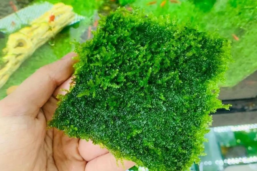 Rêu thủy sinh Mini Taiwan