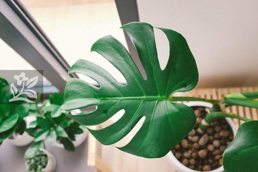 Cây trầu bà lá xẻ trong điều kiện ánh sáng