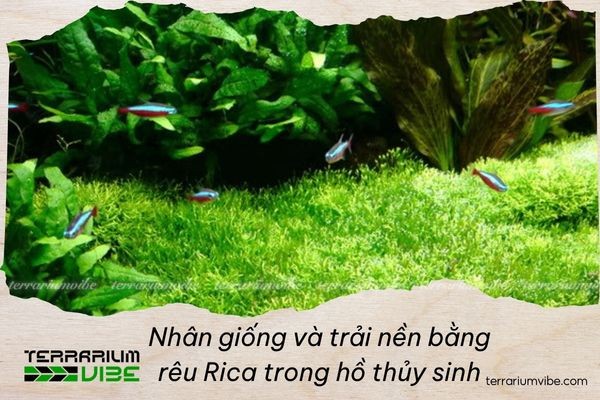 nhan giong va trai nen bang reu ricca trong ho thuy sinh 1 1