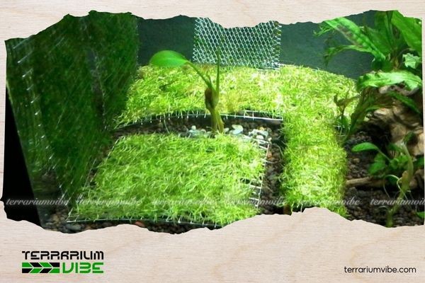 Rêu Ricca mang lại giá trị thẩm mỹ cao nhờ màu xanh tươi sáng