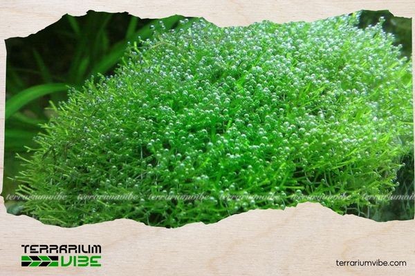 Những sai lầm phổ biến mà người chơi thường gặp