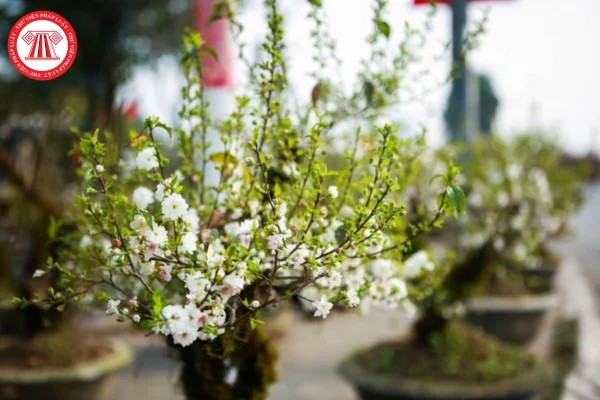 Cây nhất chi mai với những bông hoa trắng tinh khôi